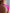 ZASUWA Female Crystal Printing Color Contrast T-back Underwear