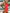 ZASUWA Female Backless One Piece