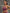 ZASUWA Female Leopard Print Hollow Out Halter Sports Bras
