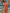ZASUWA Female Zebra Print Hollow Out Cross Back One Piece