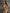 ZASUWA Female Sexy Shiny Golden&Sliver Swimsuit