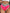 ZASUWA Female Candy Color Sexy Mesh Hot Spandex Gym Booty Shorts