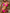 ZASUWA Female Sexy Crystal Bikini Set
