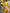 ZASUWA Female Starfish Beach Bikini Set